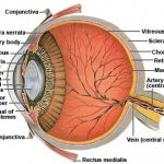 Cutaway of the anatomy of a dogs eye